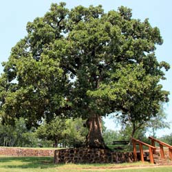 Quercus stellata